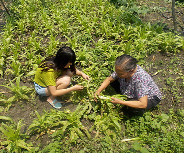 ��������æ�_�y��ժ�Ĳ˲��ϸ�ժ��Ч�ʵ�����(j��ng)�^������Ϥ��ָ�����ܿ�꠆T���M���ˠ�B(t��i)��