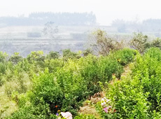 �������ܵ��l(xi��ng)�����ǰ���ӷ��s����������ؚ�F����С����ͨ�^�������(gu��)��(y��u)���Ľ�(j��ng)��(j��)��������׃��ؚ�F��ò������̽۴��S������ɵ��r(n��ng)��@�����S������롭