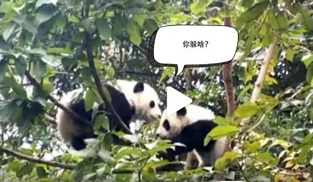 �L�L��̫�ɐ�����С��ȫ�̡���ĸЦ����