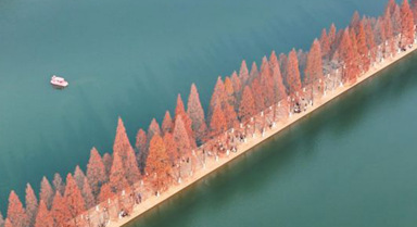 長沙：水杉披紅引客來